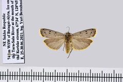 Cremnophila sedakovella