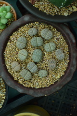 Lithops