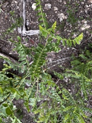 Zanthoxylum humile