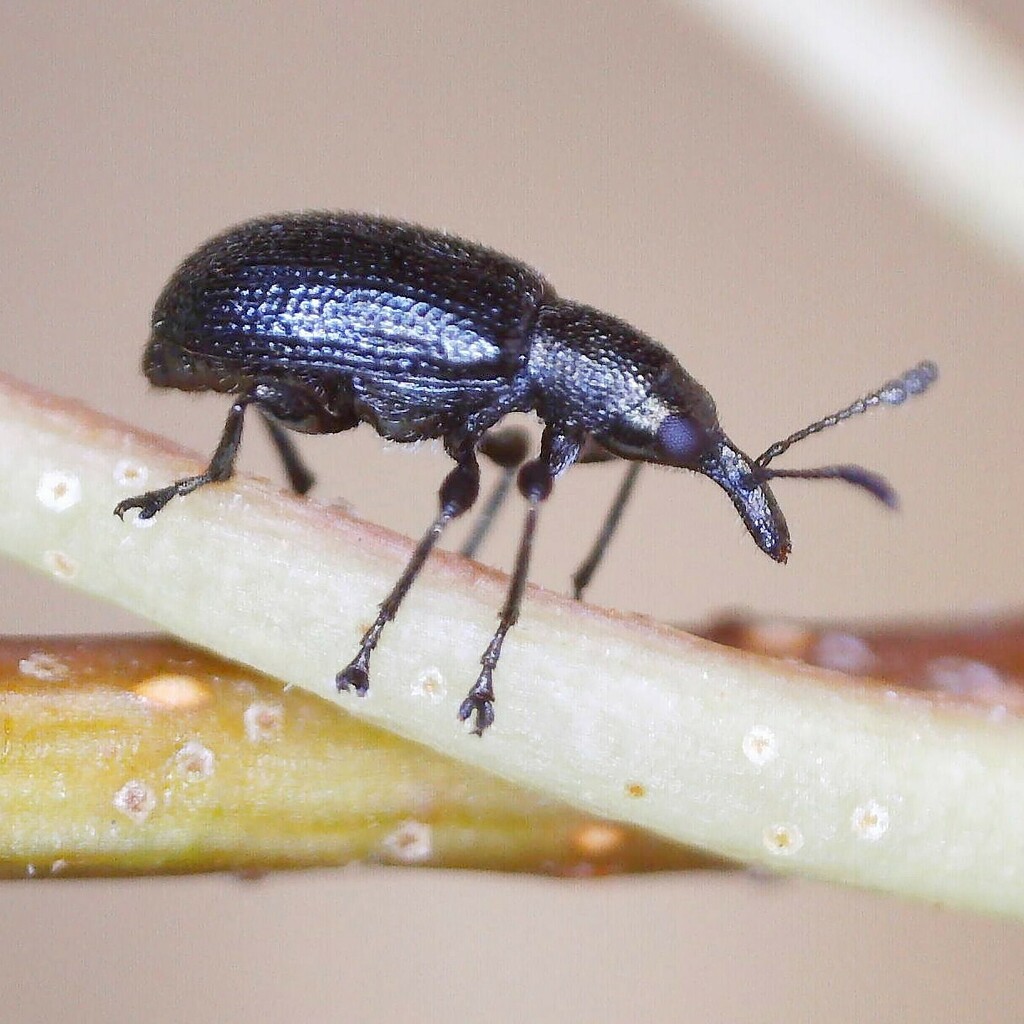 Temnocerus nanus