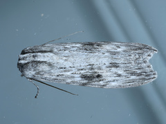Capusa senilis