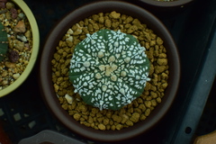 Astrophytum asterias