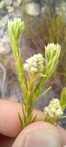 Image of Thug Hardleaf (Phylica excelsa) by (c) Danie Palm, some rights reserved (CC BY)