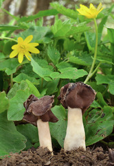 Helvella monachella
