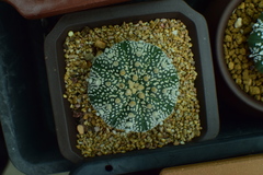 Astrophytum asterias