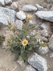 Mentzelia hirsutissima