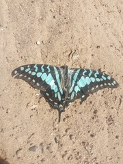Graphium antheus