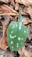 Pulmonaria