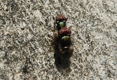 Physiphora