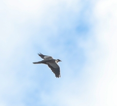 Patagioenas fasciata