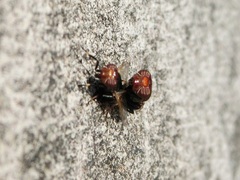 Physiphora