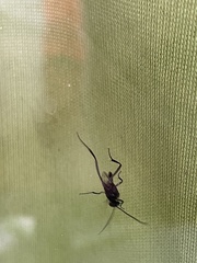 Evania appendigaster