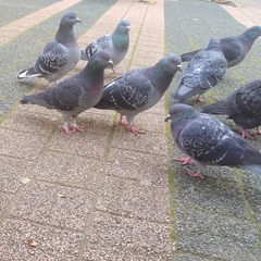 Columba livia domestica