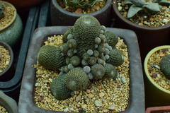 Epithelantha