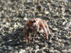 Carrhotus viduus