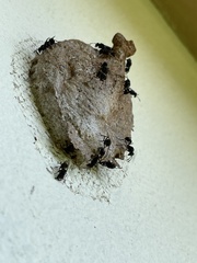 Metapolybia