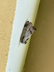Metapolybia
