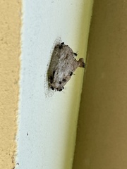 Metapolybia