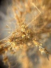 Cuscuta psorothamnensis