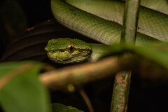 Tropidolaemus subannulatus