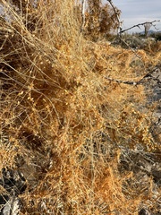 Cuscuta psorothamnensis