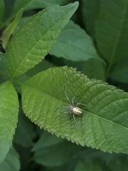 Neoscona theisi