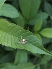 Neoscona theisi