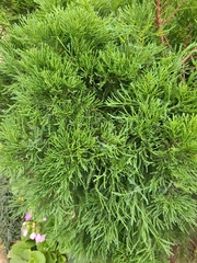 Juniperus chinensis