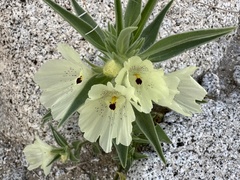 Mohavea confertiflora