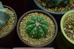 Astrophytum