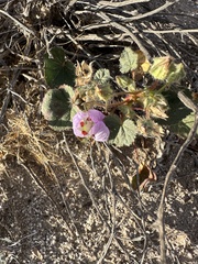 Eremalche rotundifolia