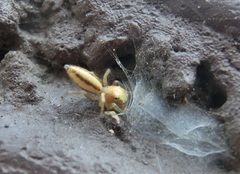 Cosmophasis lami