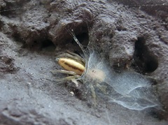 Cosmophasis lami