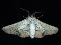 Antictenia punctunculus