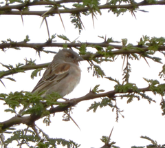 Passer rufocinctus