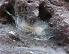 Cosmophasis lami