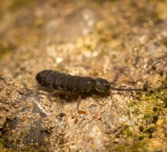 Isotominae