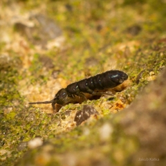 Isotominae
