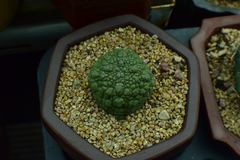 Pseudolithos migiurtinus