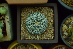 Astrophytum asterias