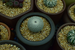 Epithelantha