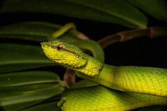Tropidolaemus subannulatus
