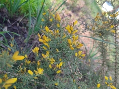 Ulex argenteus subsericeus