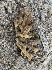 Clathria prolifera