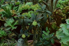 Dorstenia foetida