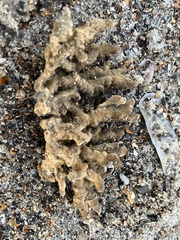 Clathria prolifera