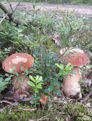 Boletus pinophilus