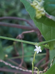 Zehneria scabra