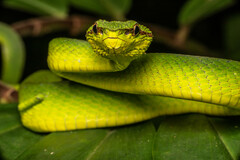 Tropidolaemus subannulatus