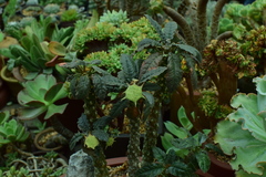 Dorstenia foetida